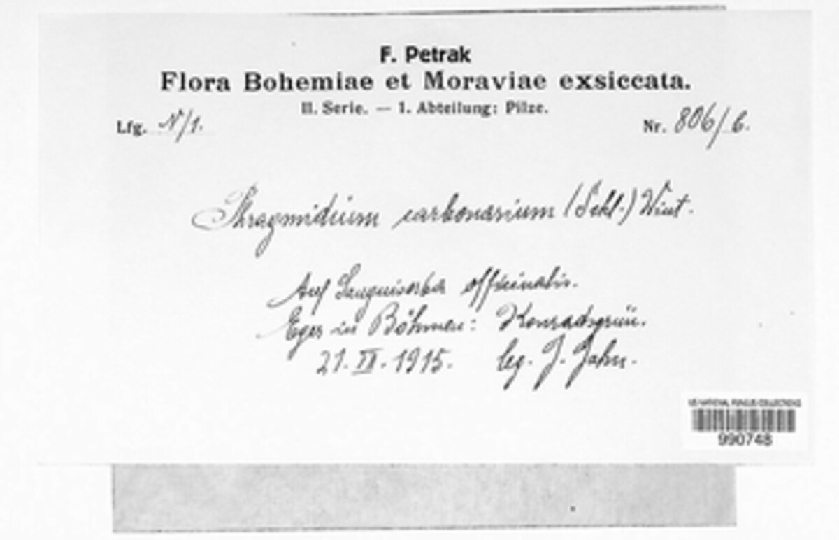 Xenodochus carbonarius image